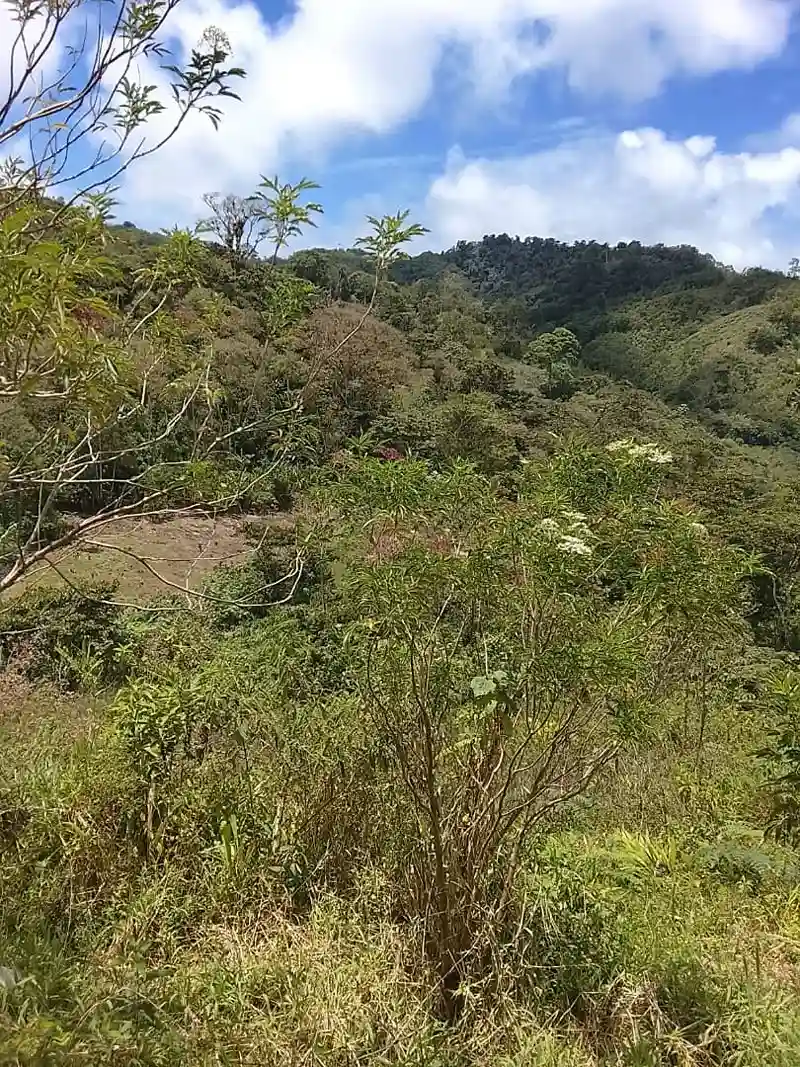 Siembra y árboles frutales